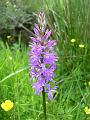 dactylorhiza maculata